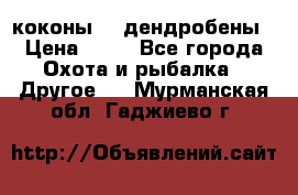 коконы    дендробены › Цена ­ 25 - Все города Охота и рыбалка » Другое   . Мурманская обл.,Гаджиево г.